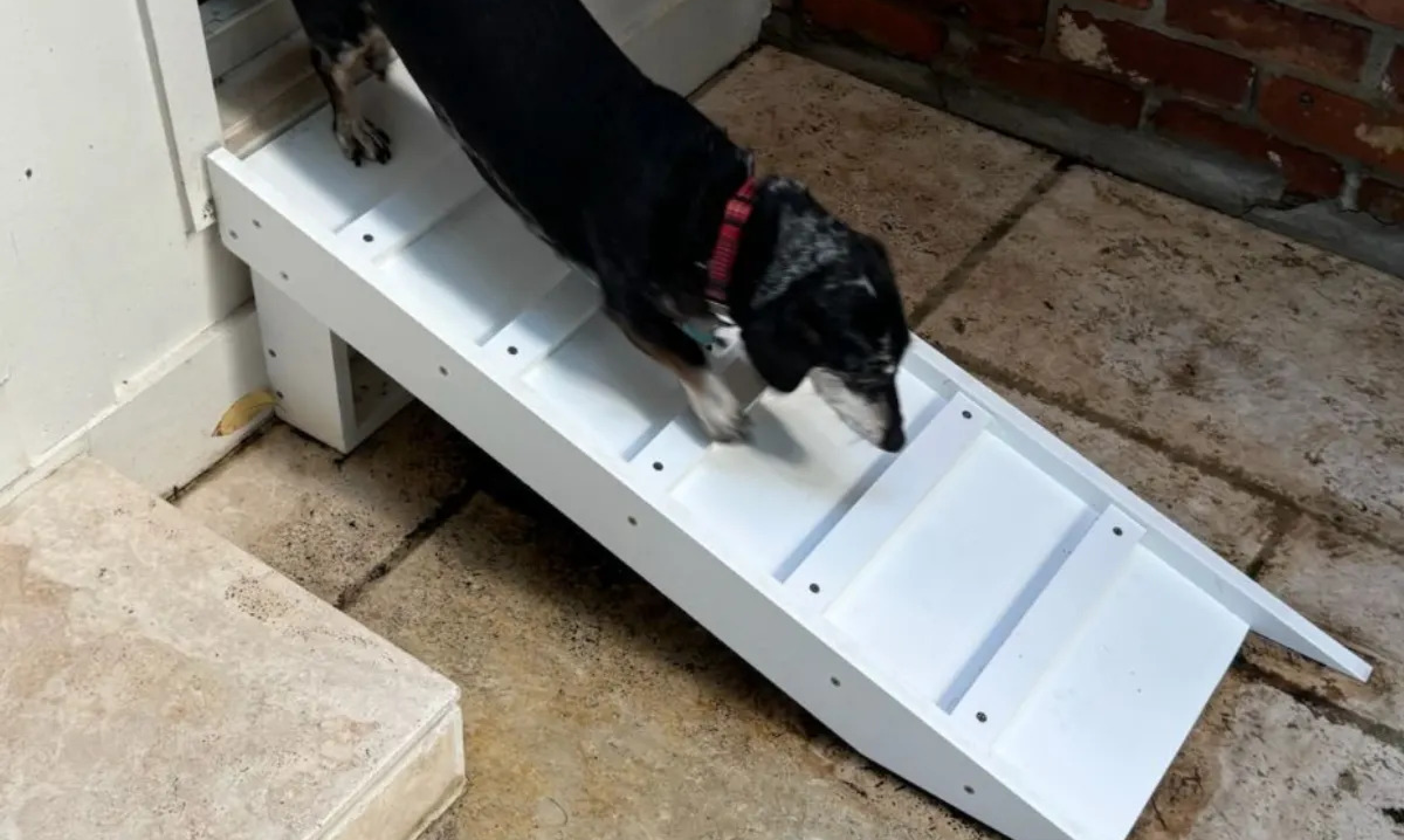 Doggy Ramp